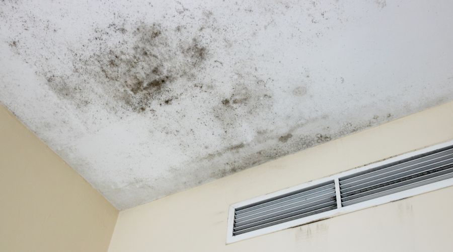 What does mold smell like